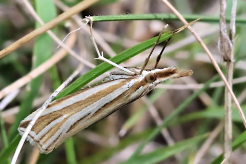 Hednota relatalis Moth (Hednota relatalis)